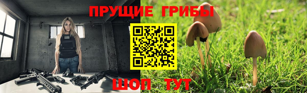 Карасук  Псилоцибиновые грибы Psilocybe  Вход с VPN 